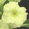 Hybrid Polyanthus Chartreuse