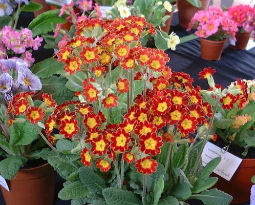 RED HYBRID POLYANTHUS