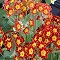 Red Hybrid Polyanthus