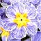Hybrid Polyanthus Striped