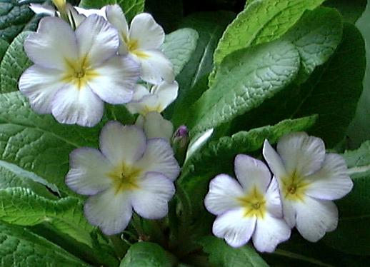 HYBRID PRIMROSE PARIS SEEDLING