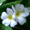 Hybrid primrose
Paris seedling