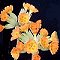 Hybrid Primula Veris