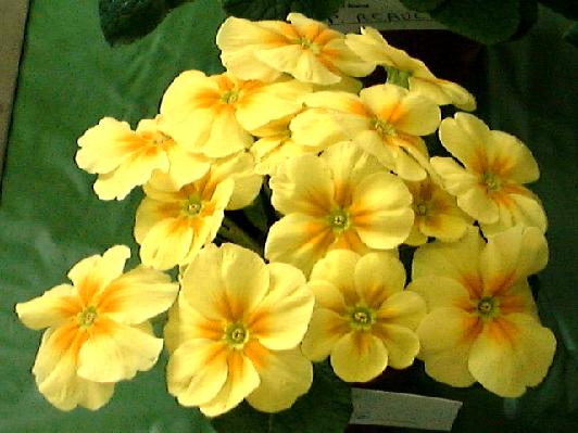 HYBRID YELLOW AND GOLD PRIMROSE