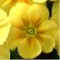 Hybrid yellow and gold primrose