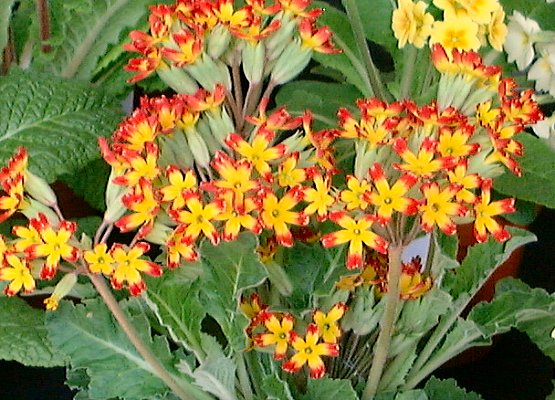 OAK LEAF POLYANTHUS