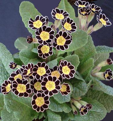 SILVER LACED POLYANTHUS