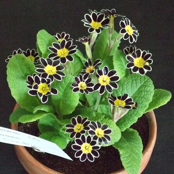 SILVER LACED POLYANTHUS