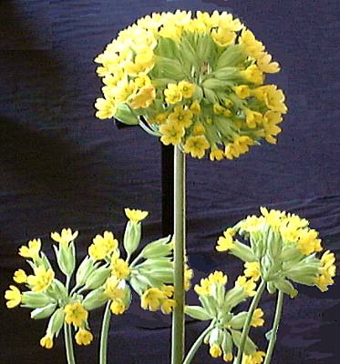 Veris Macrocalyx