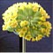 Veris Macrocalyx