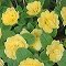 Belarina Buttercup