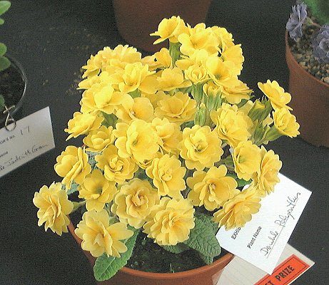 Double Yellow Polyanthus